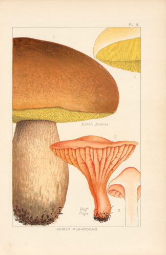 Vintage Illustration's