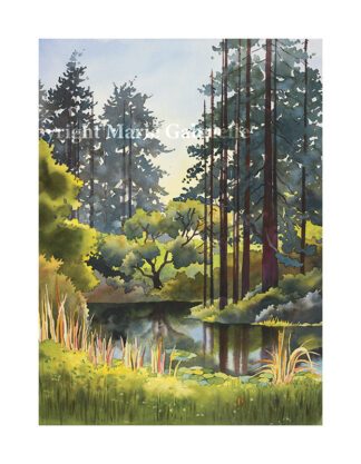 Reflections of Redwoods