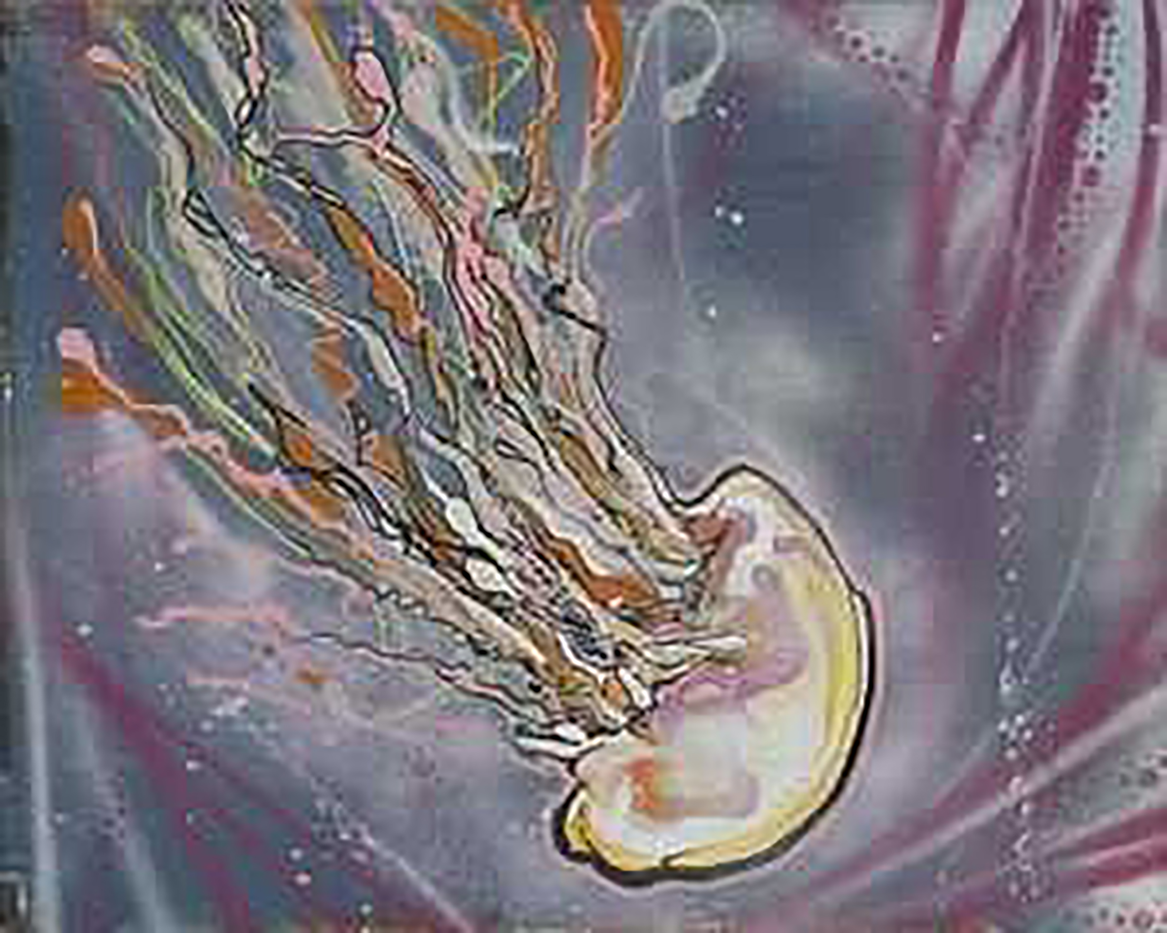 Jellyfish